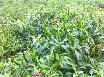 Ăn lá ớt sẽ thấy điều kỳ diệu sau 1 tuần mà không loại thuốc bổ nào có được